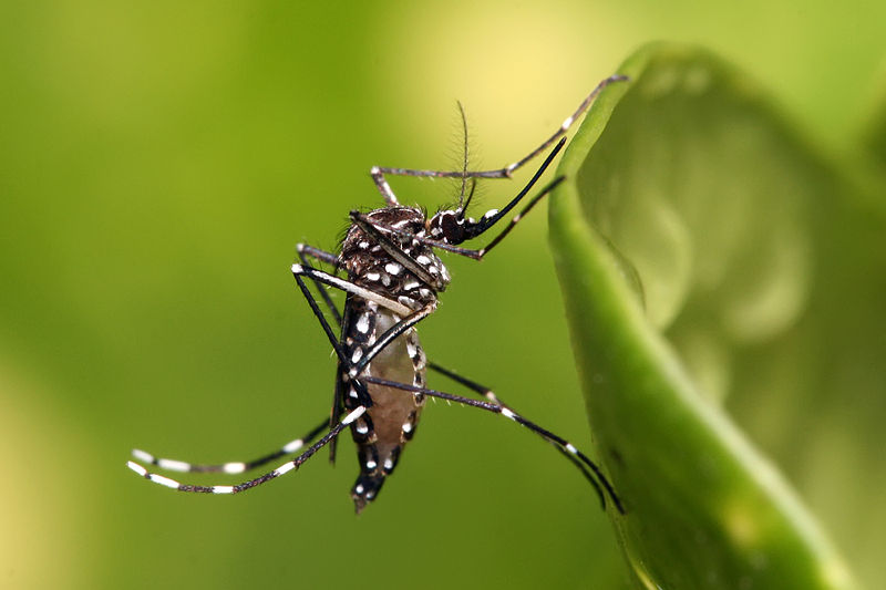 Dengue: conheça os sintomas da doença e saiba como prevenir