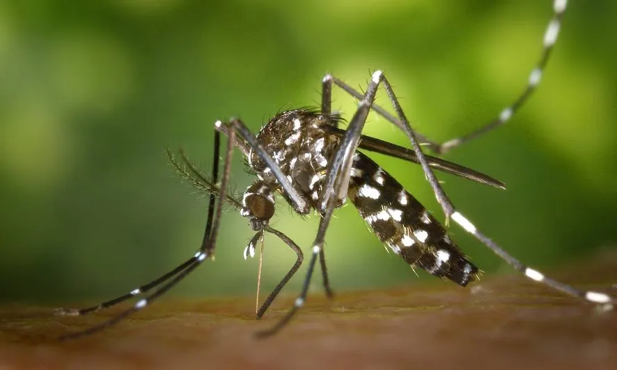 Vacina contra chikungunya pode ser incorporada ao SUS, diz Ministério da Saúde