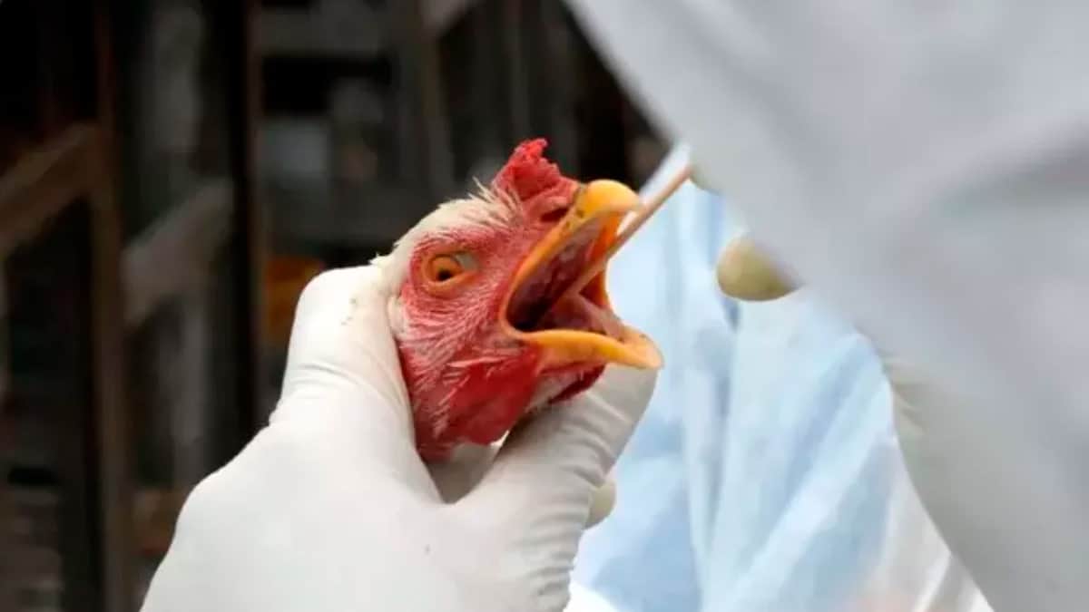Brasil registra primeiro caso de Gripe Aviária no Rio Grande do Sul