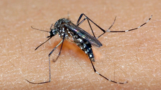 Casos de chikungunya crescem 50% no Brasil em 2023; saiba como prevenir