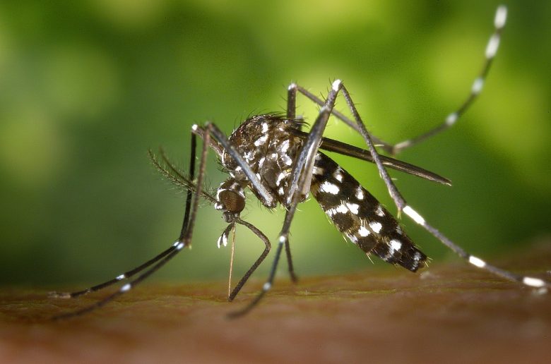 Governo abre consulta pública para incluir vacina contra dengue no SUS