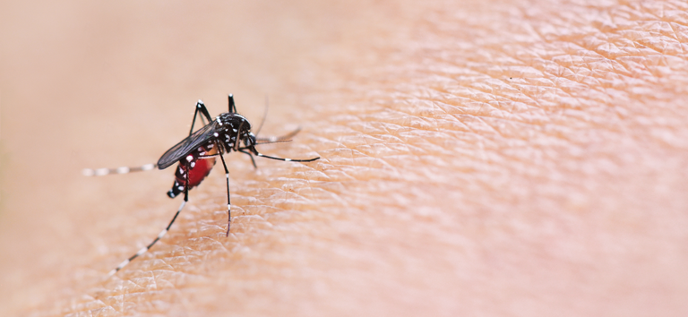 Imunizante Qdenga: termina hoje consulta para incorporação da vacina contra a dengue no SUS